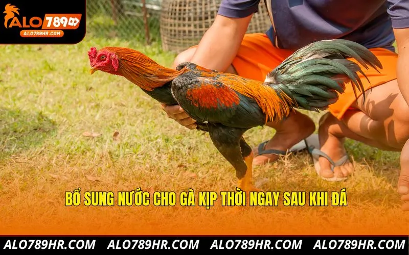 Bổ sung nước cho gà kịp thời ngay sau khi đá